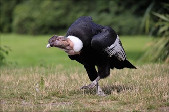 Andean condor (Vultur gryphus), adult, running, captive, South America