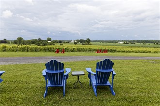 Agriculture, blue chairs in a vineyard, Province of Quebec, Canada, North America