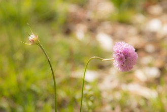 Sea thrift (Armeria maritima), also common Lady's Cushion, Flower of the Year 2024, focus on a