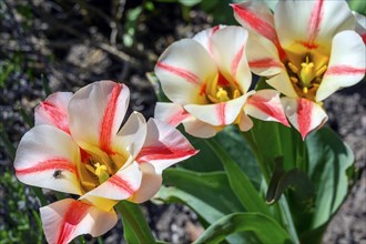 Tulips (Tulipa), Allgaeu, Swabia, Bavaria, Germany, Europe