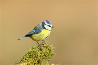 Blue tit (Parus caeruleus), sitting on dead wood covered with moss, Wilnsdorf, North