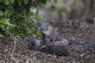 European otter (Lutra lutra) two adult animals playing on a river bank, Suffolk, England, United