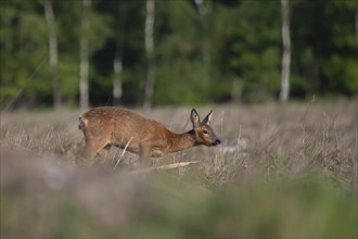 Roe deer (Capreolus capreolus) adult female doe in grassland, in a woodland clearing Suffolk,