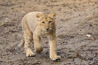 Asiatic lion (Panthera leo persica) cub running in the dessert, captive, habitat in India