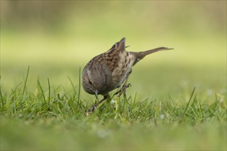 Dunnock or Hedge sparrow (Prunella modularis) adult bird on grassland, England, United Kingdom,