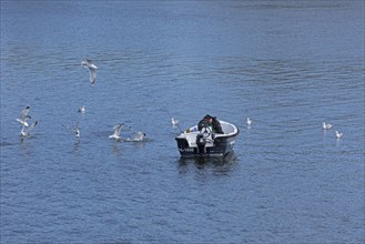 Seagulls, boat, people, herring fishing, near Kappeln, Schlei, Schleswig-Holstein, Germany, Europe