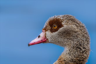 Egyptian geese (Alopochen aegyptiaca), head, portrait, on the banks of the Main, Offenbach am Main,