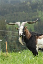 Domestic goat (Capra aegagrus hircus) 3, 5 year old buck, Allgaeu, Bavaria, Germany, Europe