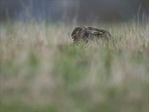 European hare (Lepus europaeus) lying in a meadow, wildlife, Thuringia, Germany, Europe