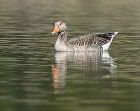 Greylag goose (Anser anser) swimming on a pond, Thuringia, Germany, Europe