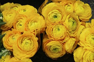Bright yellow ranunculus (Ranunculus) tightly grouped in a fresh ostrich, flower sale, central