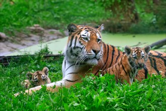 Siberian tiger (Panthera tigris altaica), adult, female, two young animals, mother with two cubs,