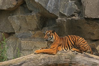 Sumatran tiger (Panthera tigris sumatrae), Captive