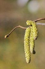 Common hazels (Corylus avellana), twig with male hazelnut blossoms, allergy, pollen, North