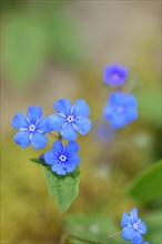 Garden Forget-me-not (Myosotis), blue flowers, ornamental plant, ornamental flower, flower, botany,