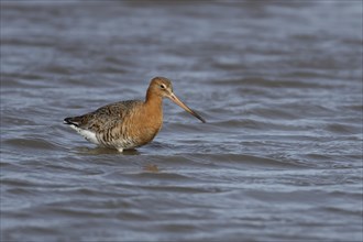 Black tailed godwit (Limosa limosa) adult male bird in summer plumage in a lagoon, England, United