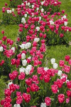 Pink and white Tulipa, Tulip bed on green grass lawn in spring, Montreal, Quebec, Canada, North