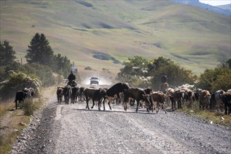 Riders driving a herd of cows on the road, Kyrgyzstan, Asia
