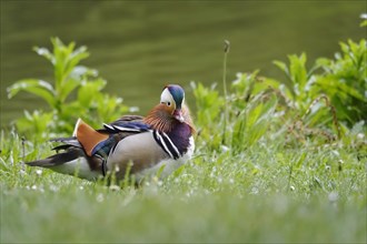 Male Mandarin duck, spring, Germany, Europe