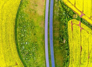 TOP DOWN over Rapeseed fields and Farms from a drone, Devon, England, United Kingdom, Europe