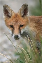 Fox (Vulpes vulpes) independent young fox, portrait, Allgaeu, Bavaria, Germany, Europe