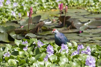 Grey-headed swamphen (Porphyrio porphyrio) on water hyacinths, blue lotuses blooming behind,