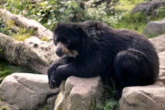 Spectacled bear (Tremarctos ornatus), adult, resting, rock, captive, South America