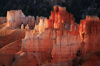 The evening sun illuminates the red rocks of a canyon and creates a warm glow, Bryce Canyon