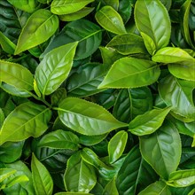 Seamless pattern background of green tea leaves AI generated