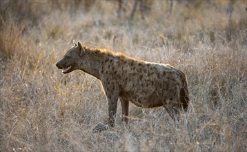 Spotted hyenas (Crocuta crocuta), adult female animal standing in high grass in the evening light,