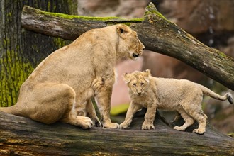 Asiatic lion (Panthera leo persica) lioness climbing with her cub, captive, habitat in India