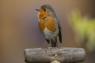 European robin (Erithacus rubecula) adult bird calling on a garden fork handle, England, United