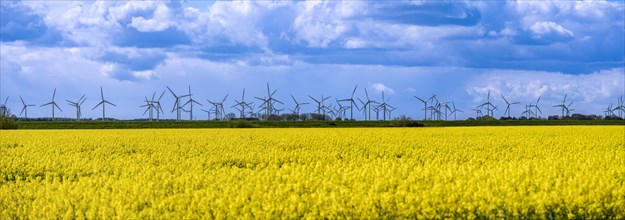 Wind turbines in the Norden wind farm behind a rape field on the North Sea coast, panoramic photo,