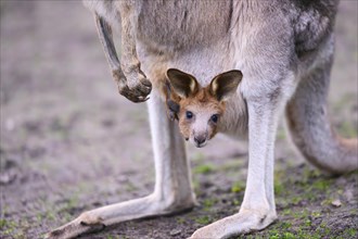 Eastern grey kangaroo (Macropus giganteus) carring a smalll baby in his pouches, captive, to be