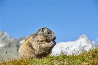Alpine marmot (Marmota marmota) on a meadow with mountains and blue sky in the background in