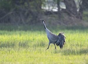 Crane (Grus grus), adult bird walking across a meadow, Lower Saxony, Germany, Europe