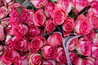 Bouquet of pink roses (Rose) with white accents in the petals, flower sale, Central Station,