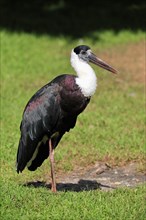 Asian woolly-necked stork (Ciconia episcopus), adult, alert, captive