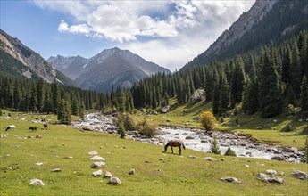 Horse grazing, Green mountain valley with river and steep mountain peaks, Chong Kyzyl Suu Valley,