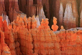 The light of the setting sun emphasises the textures of the eroded hoodoo rocks, Bryce Canyon