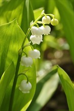 Lily of the valley, spring, Germany, Europe
