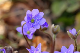 Liverwort (Hepatica nobilis), blue flowers in a forest, North Rhine-Westphalia, Germany, Europe