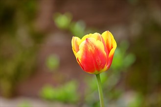 Tulip (Tulipa), orange-yellow flower, North Rhine-Westphalia, Germany, Europe