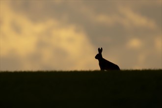 European brown hare (Lepus europaeus) adult animal in a farmland cereal crop at sunset, England,