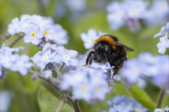 Buff tailed bumble bee (Bombus terrestris) adult feeding on Forget-me-not flowers, England, United