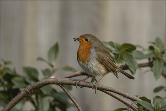 European robin (Erithacus rubecula) adult bird on a tree branch with food in its beak, England,