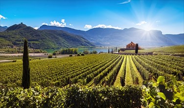 Lake Kaltern (Lago di Caldaro) amidst sunny vineyards with green vines against a picturesque