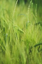 Green ears of barley in a field