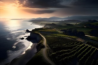 AI generated aerial view of a coastal vineyard with ocean in the background in ambient light