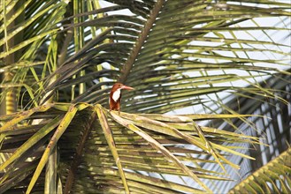 White-throated kingfisher (Halcyon smyrnensis) or Common kingfisher on a Palm tree, Backwaters,